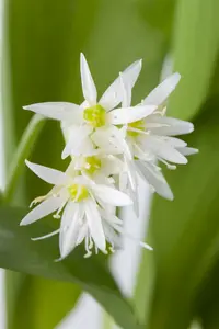 ursinum - afbeelding 3