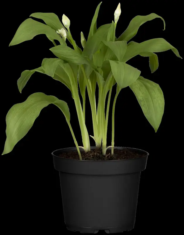 ursinum - afbeelding 5