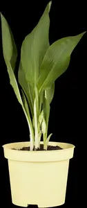 ursinum - afbeelding 1