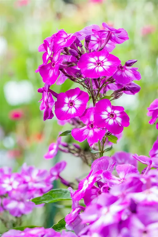 phlox (p) 'uspech' P9 - afbeelding 4