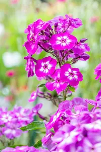 phlox (p) 'uspech' P9 - afbeelding 4