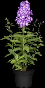 phlox (p) 'uspech' P9 - afbeelding 4