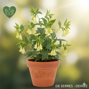 Uvularia grandiflora P9