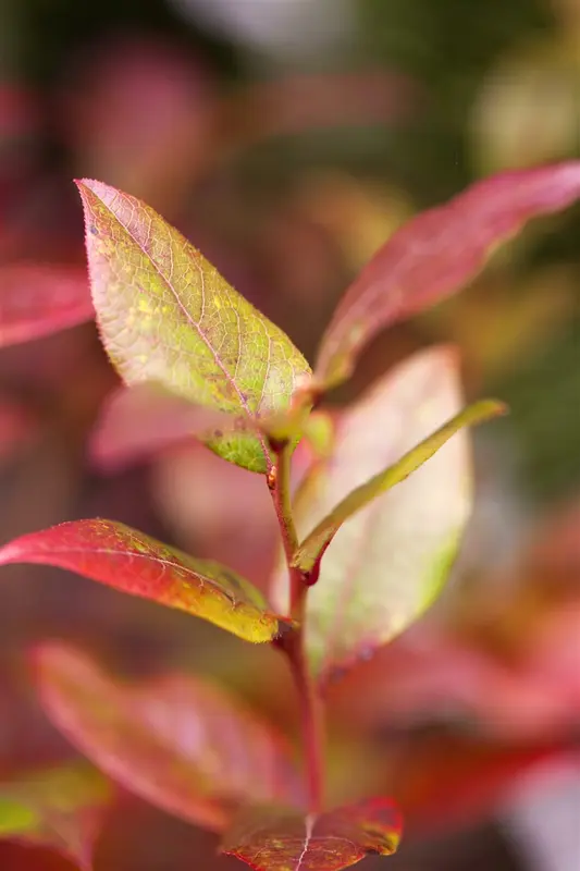 vaccinium cor. 'bluecrop' (30- 40cm) - afbeelding 3