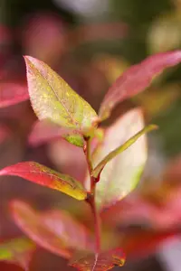 vaccinium cor. 'bluecrop' (30- 40cm) - afbeelding 3