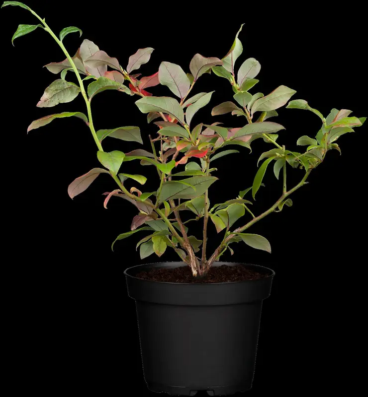vaccinium cor. 'bluecrop' (30- 40cm) - afbeelding 1