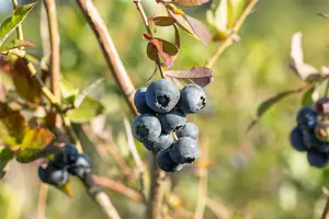 vaccinium cor. 'bluecrop' (30- 40cm) - afbeelding 5