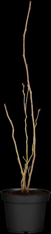 vaccinium cor. 'bluecrop' (30- 40cm) - afbeelding 2