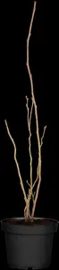 vaccinium cor. 'bluecrop' (30- 40cm) - afbeelding 2
