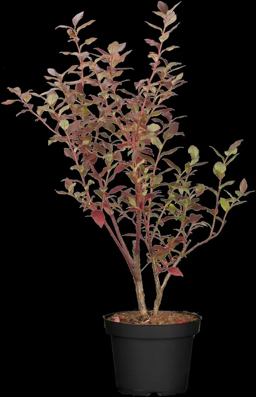vaccinium cor. 'bluecrop' (30- 40cm) - afbeelding 4