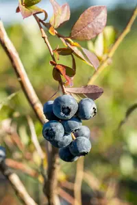 Vaccinium cor. 'Bluecrop' STRUIK   C5 - afbeelding 3