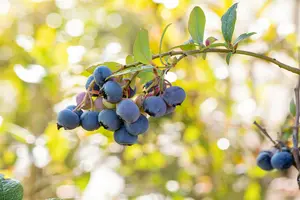 Vaccinium cor. 'Bluecrop' STRUIK   C5 - afbeelding 4