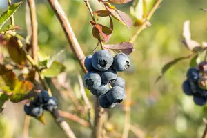 Vaccinium cor. 'Bluecrop' STRUIK   C5 - afbeelding 2