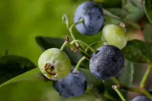 Bluegold - afbeelding 3