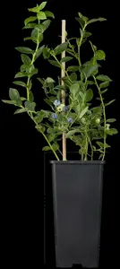 Bluegold - afbeelding 5
