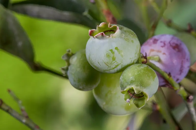 Vaccinium cor. 'Bluegold' STRUIK   C5 - afbeelding 1