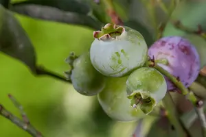 Vaccinium cor. 'Bluegold' STRUIK   C5 - afbeelding 1