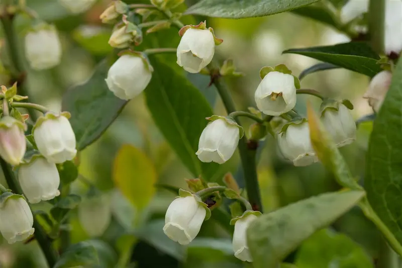 Vaccinium cor. 'Bluegold' STRUIK   C5 - afbeelding 3