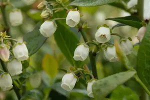 Vaccinium cor. 'Bluegold' STRUIK   C5 - afbeelding 3