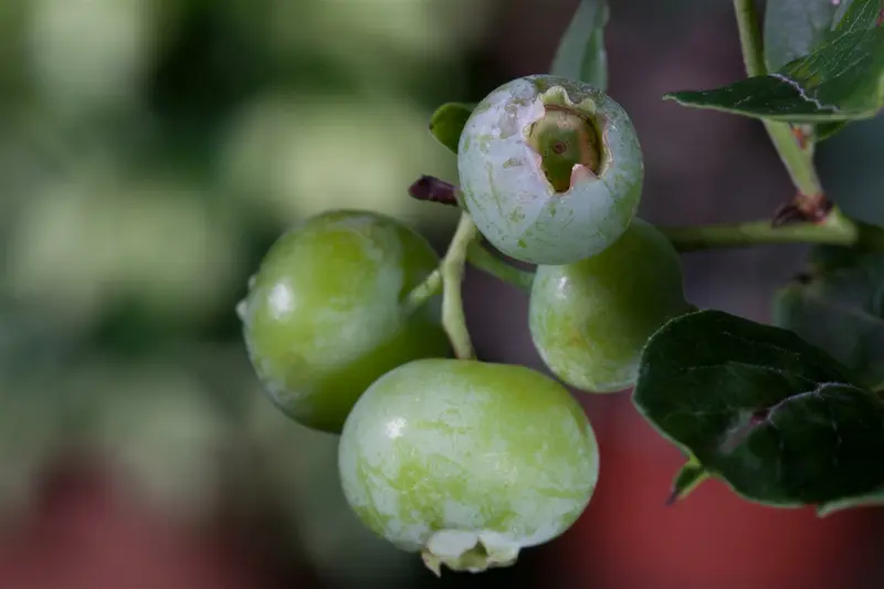 Vaccinium cor. 'Brigitta Blue' 60- 80 C10 - afbeelding 2