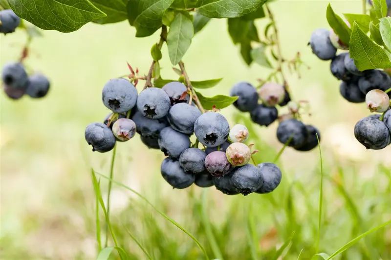 Vaccinium cor. 'Duke' STRUIK   C5 - afbeelding 1