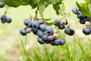 Vaccinium cor. 'Duke' STRUIK   C5 - afbeelding 1