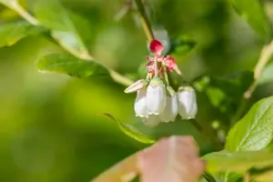 Vaccinium cor. 'Duke' STRUIK   C5 - afbeelding 3