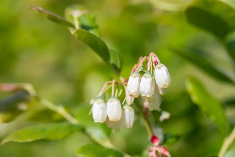 Vaccinium cor. 'Duke' STRUIK   C5 - afbeelding 4
