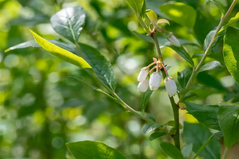 Vaccinium cor. 'Duke' STRUIK   C5 - afbeelding 5