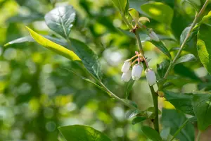 Vaccinium cor. 'Duke' STRUIK   C5 - afbeelding 5