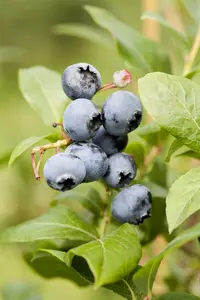 vaccinium cor. 'goldtraube 71' (30- 40cm) - afbeelding 2