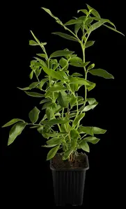 vaccinium cor. 'goldtraube 71' (30- 40cm) - afbeelding 2
