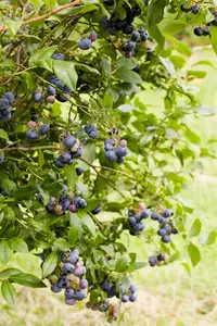 vaccinium cor. 'jersey' (30- 40cm)