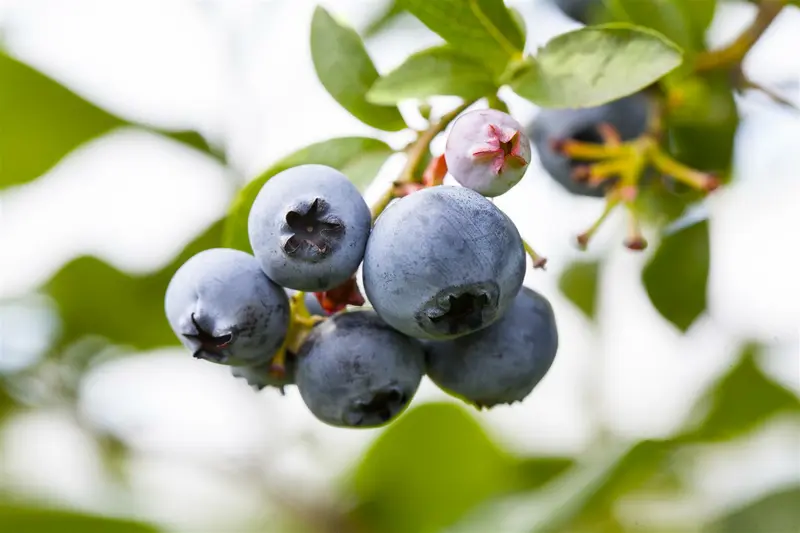 vaccinium cor. 'patriot' (30- 40cm) - afbeelding 1