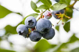 vaccinium cor. 'patriot' (30- 40cm) - afbeelding 2