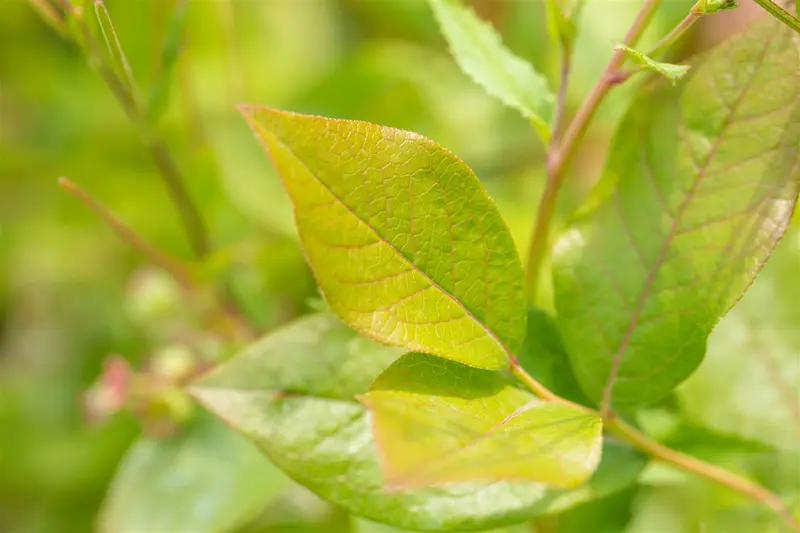 vaccinium cor. 'patriot' (30- 40cm) - afbeelding 2