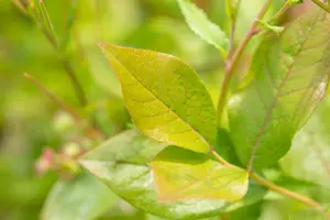 vaccinium cor. 'patriot' (30- 40cm) - afbeelding 2
