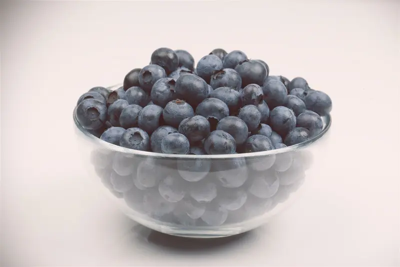 Vaccinium corymbosum 30- 40   C - afbeelding 5