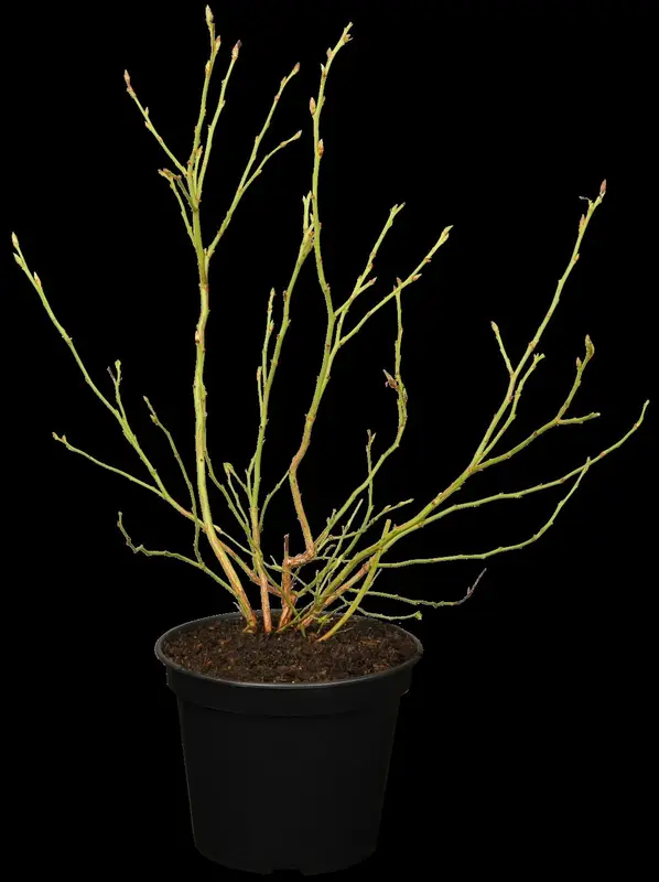 vaccinium corymbosum (30- 40cm) - afbeelding 2