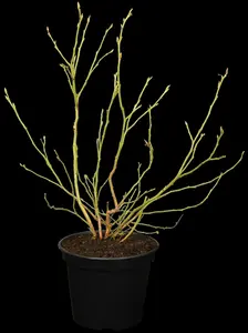 vaccinium corymbosum (30- 40cm) - afbeelding 2