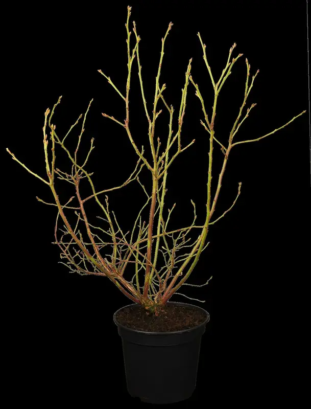 vaccinium corymbosum (30- 40cm) - afbeelding 1