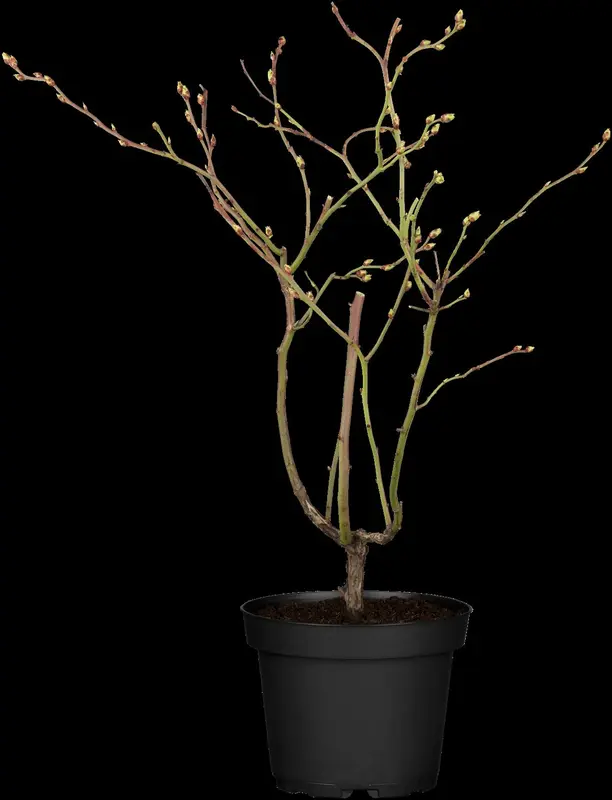 vaccinium corymbosum (30- 40cm) - afbeelding 4