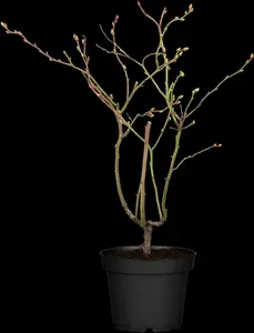 vaccinium corymbosum (30- 40cm) - afbeelding 4