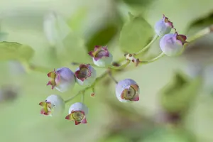 vaccinium corymbosum (30- 40cm) - afbeelding 5