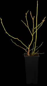 vaccinium corymbosum (30- 40cm) - afbeelding 3