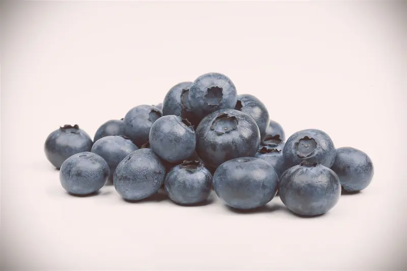 Vaccinium corymbosum 60- 80   C10 - afbeelding 3