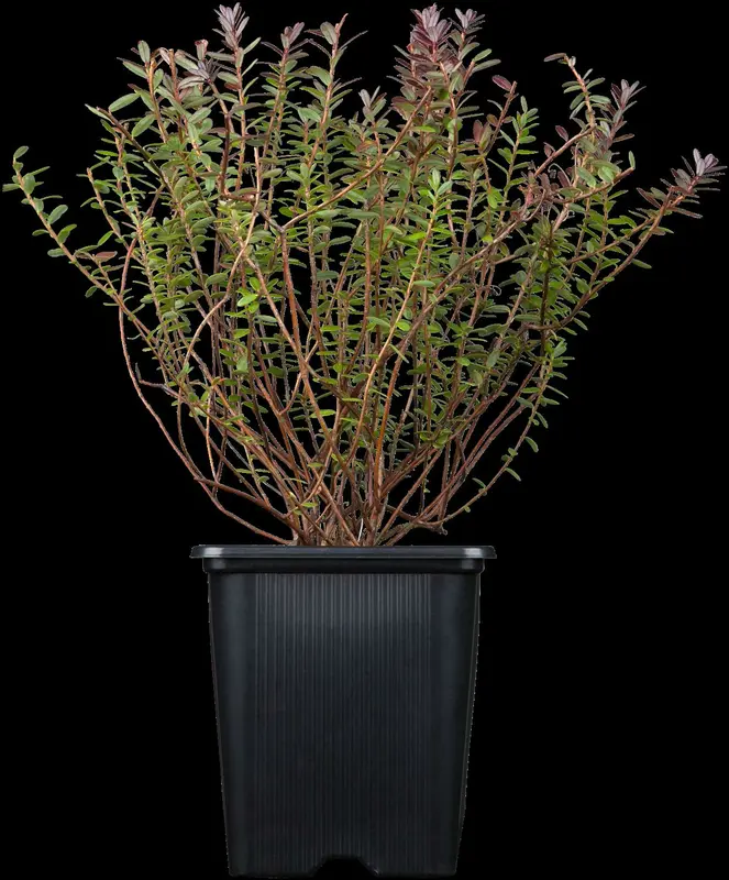 vaccinium macrocarpon (cranberry) (30- 40cm) - afbeelding 2
