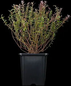 vaccinium macrocarpon (cranberry) (30- 40cm) - afbeelding 2