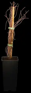vaccinium macrocarpon (cranberry) (30- 40cm) - afbeelding 3