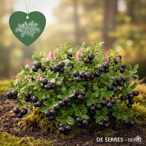 Vaccinium macrocarpon 'Early Black' C (30- 40)